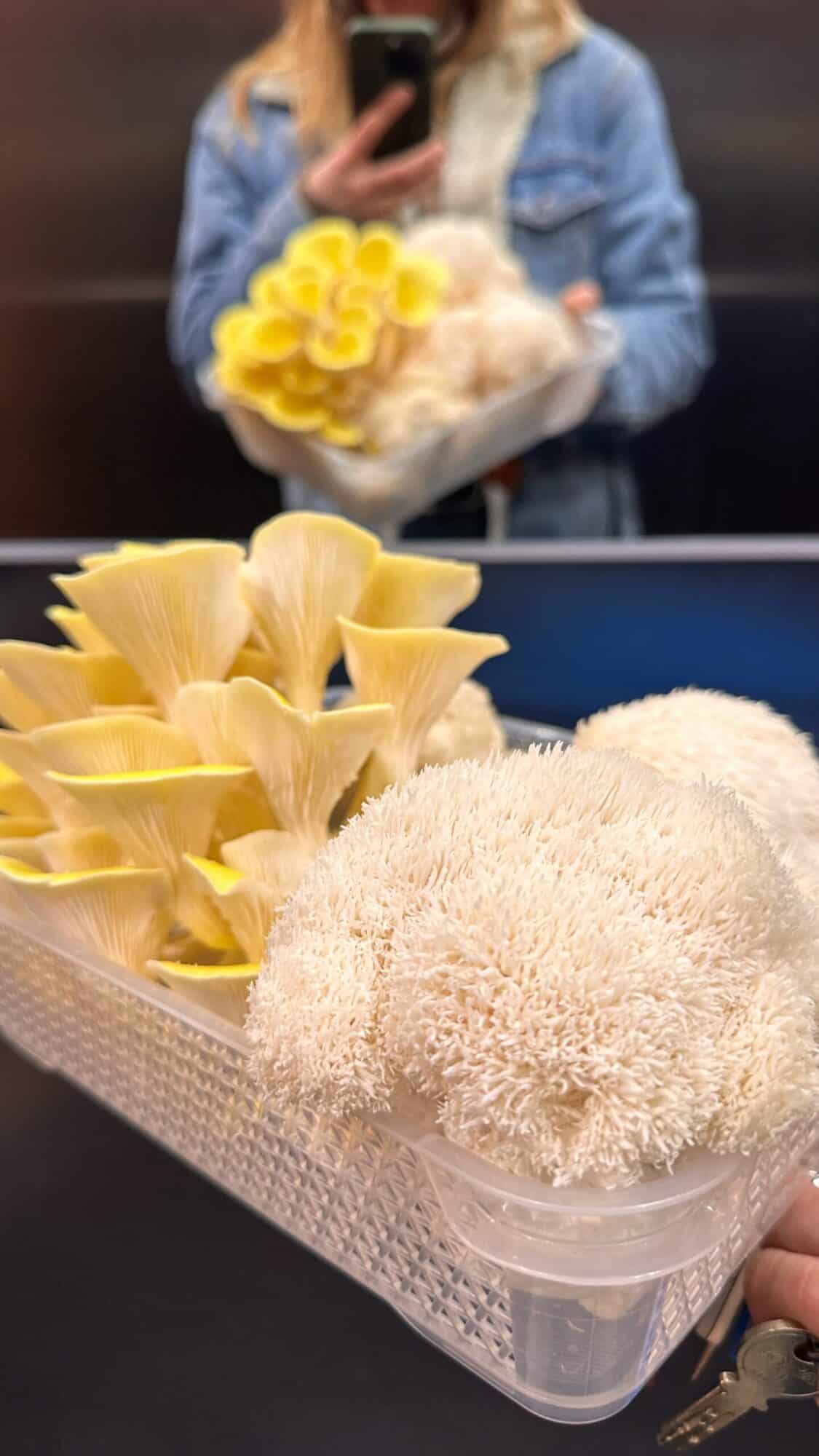 2025-12-04_LionAndOyster_PickUpFreshMushrooms